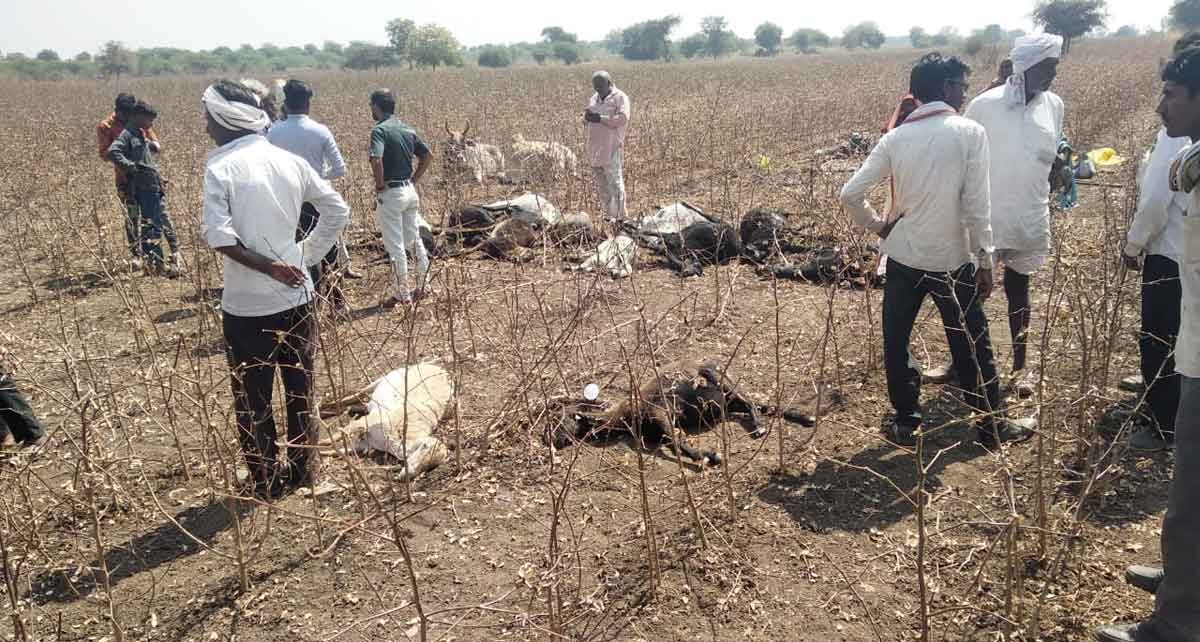 Death of nearly 150 sheep in Deori Phata area?