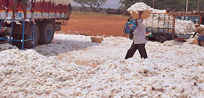Cotton-farmer
