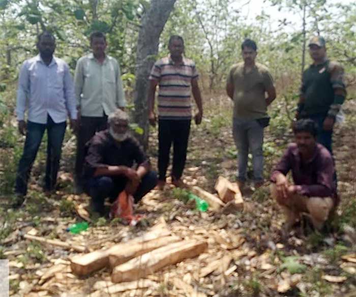 Two arrested in illegal teak tree felling case